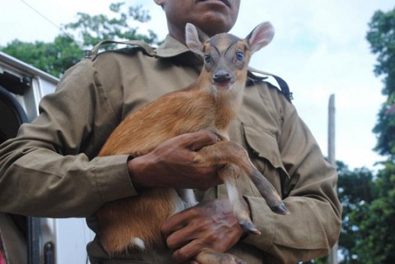 Fawn of barking family rescued Fawn of barking family rescued